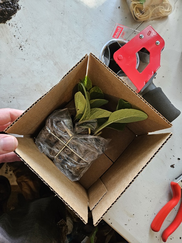 Properly packaged comfrey plants ready for shipping